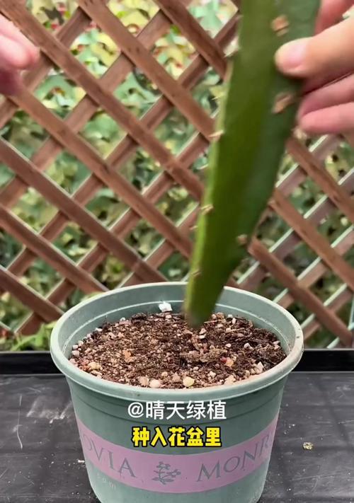 君子兰叶片发黄的原因及处理方法？