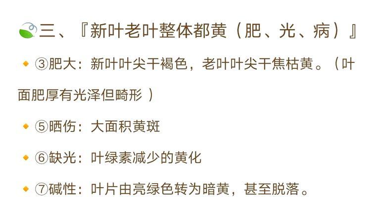 君子兰叶片发黄的原因及处理方法？