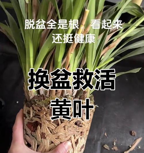 兰花叶子变黄的原因及解决方法是什么？