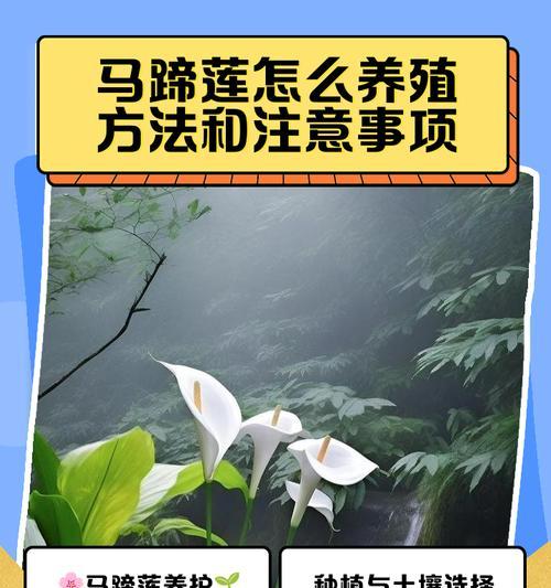 水养莲花的正确方法是什么？如何保持莲花水养的水质？