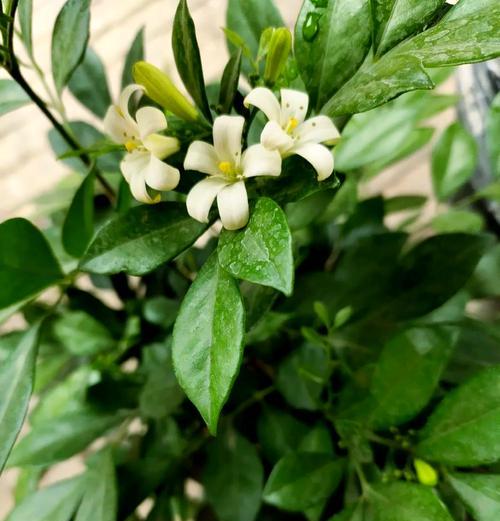 千里香花的养殖技巧和常见问题？