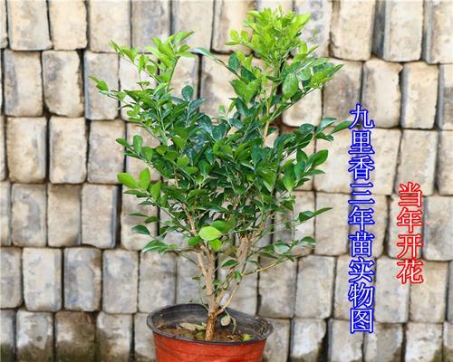 千里香花的养殖技巧和常见问题？