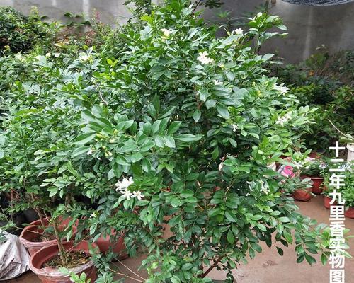 千里香花的养殖技巧和常见问题？