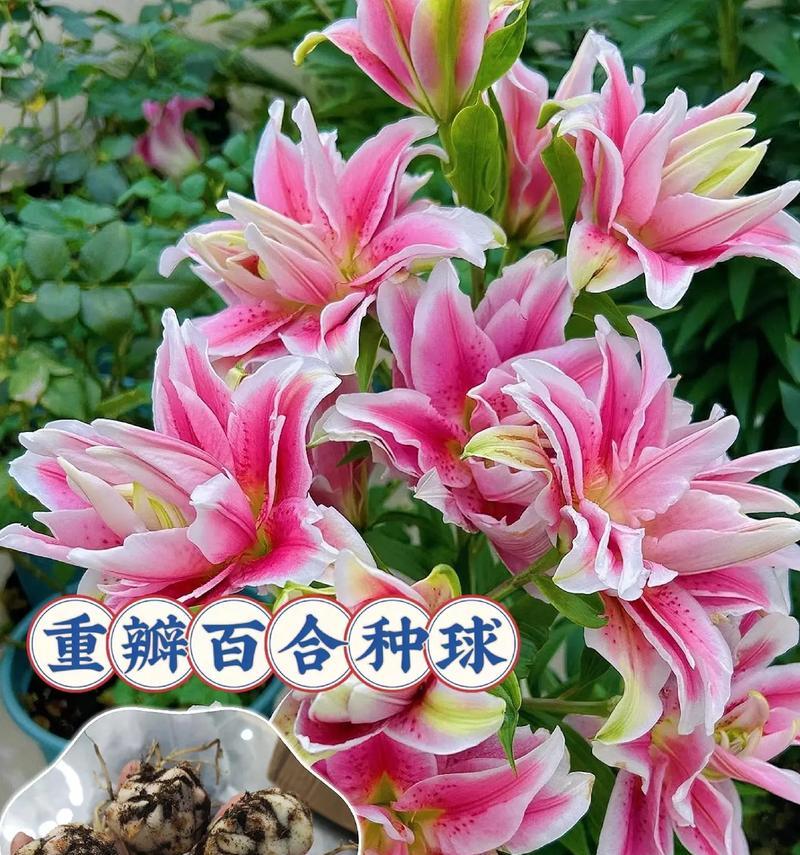 鲜花品种大全名称有哪些？如何挑选最特别的鲜花？