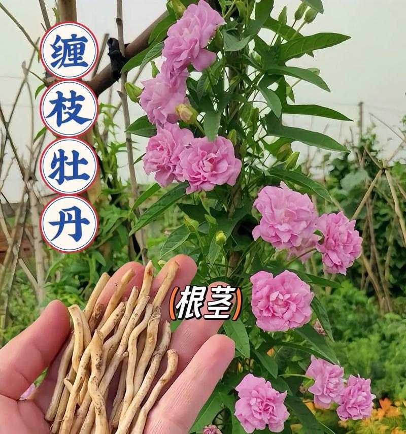 牡丹花枝条的正确养护方法有哪些？