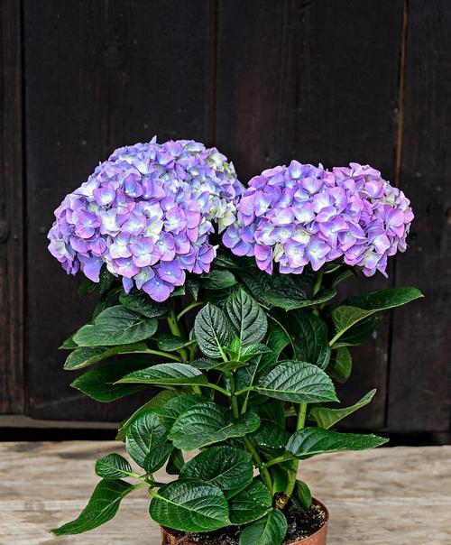 夏天开的花有哪些花朵？它们的花期和养护技巧是什么？