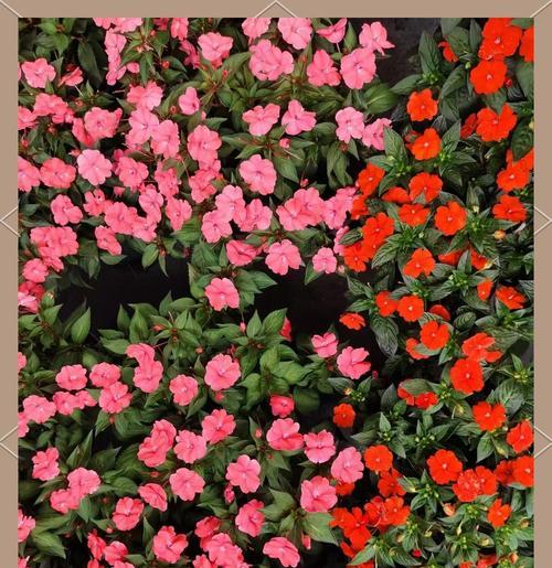 夏天开的花有哪些花朵？它们的花期和养护技巧是什么？