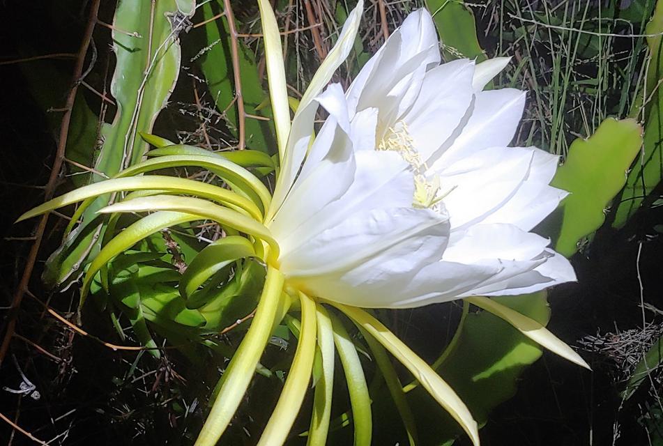 夏天开的花有哪些花朵？它们的花期和养护技巧是什么？