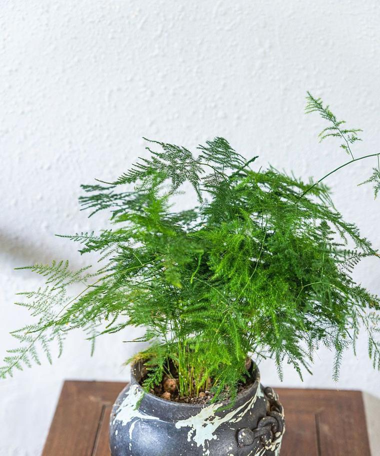 宝绿植物的养护方法和常见问题解答？