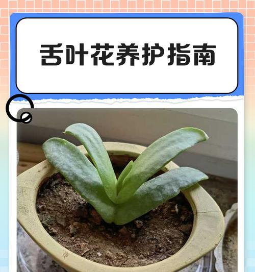 宝绿植物的养护方法和常见问题解答？