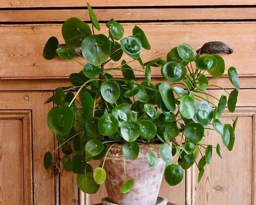 宝绿植物的养护方法和常见问题解答？