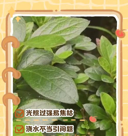 杜鹃花叶子发黑的原因是什么？如何防治？