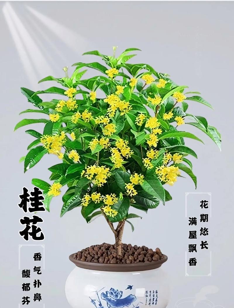桂花的开花时间是什么时候？
