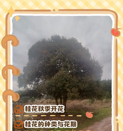 桂花的开花时间是什么时候？