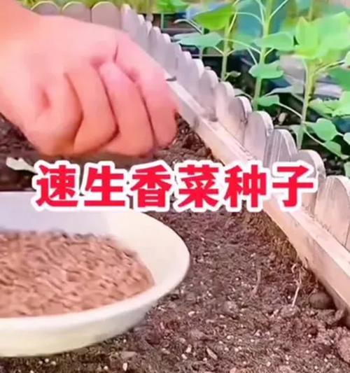 阳台种植香菜的方法是什么？