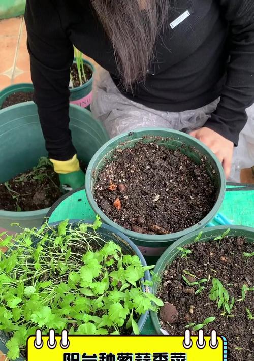 阳台种植香菜的方法是什么？