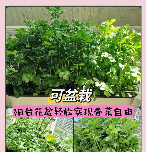阳台种植香菜的方法是什么？