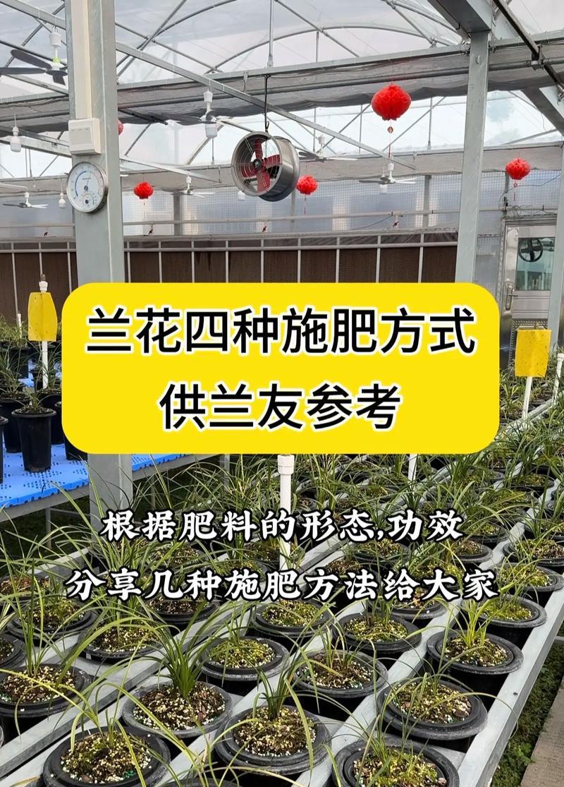 兰花有哪些优点？如何养护兰花？
