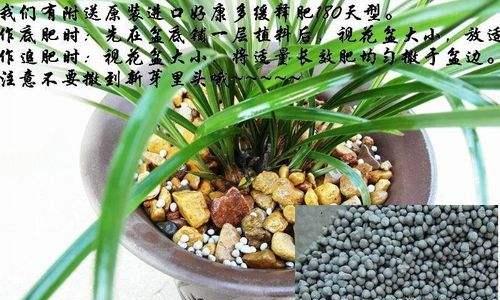 兰花有哪些优点？如何养护兰花？