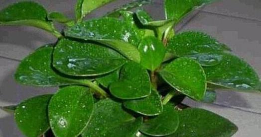 碧玉花的养殖技巧有哪些？如何保持其翠绿的叶片？