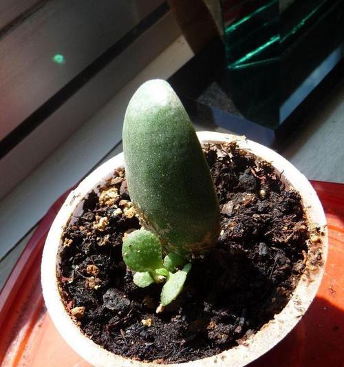 初恋怎么叶插？叶插成功的关键是什么？