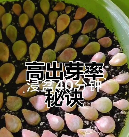 初恋怎么叶插？叶插成功的关键是什么？