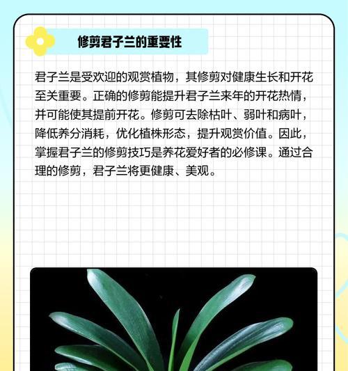 君子兰分根步骤详解？如何正确分根促进君子兰生长？