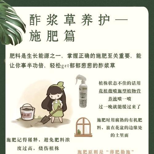 酢浆草爆盆的秘诀是什么？