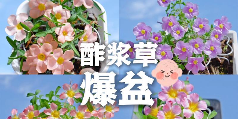 酢浆草爆盆的秘诀是什么？