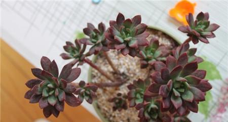 红稚莲的养殖要点有哪些？