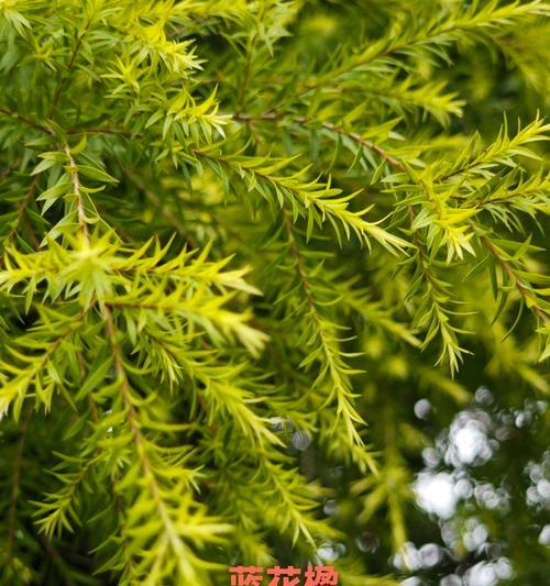 中秋节适合摆放哪些花卉？