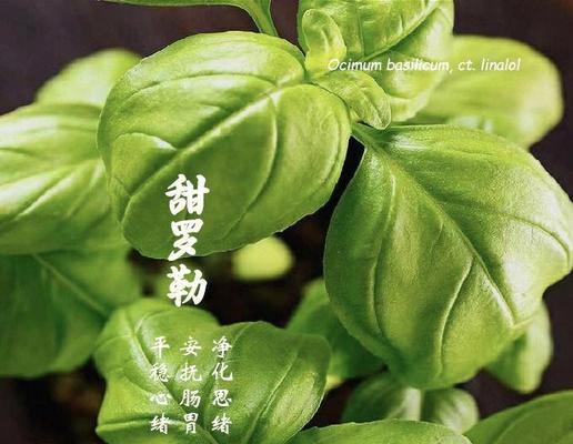 甜罗勒种植的步骤和技巧是什么？