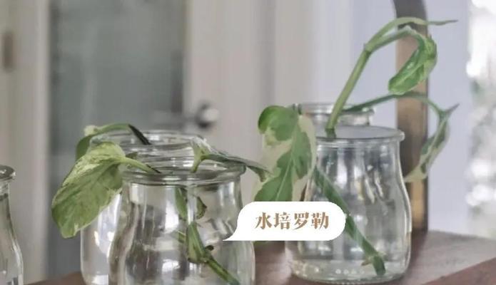 甜罗勒种植的步骤和技巧是什么？