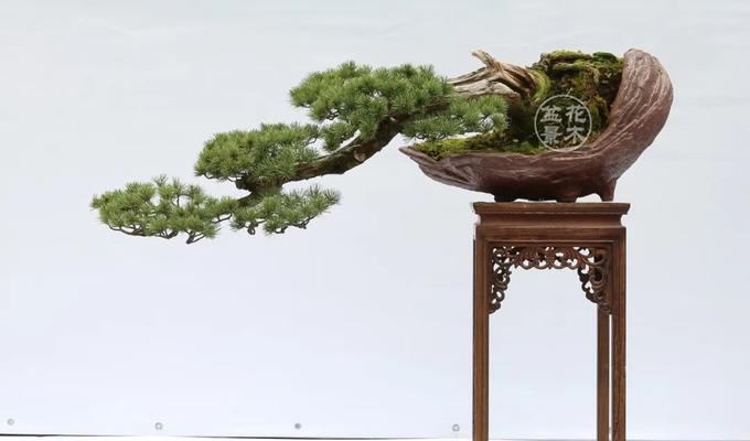 五针松烂根了怎么挽救？