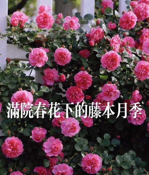 藤本月季的最佳种植季节是什么时候？