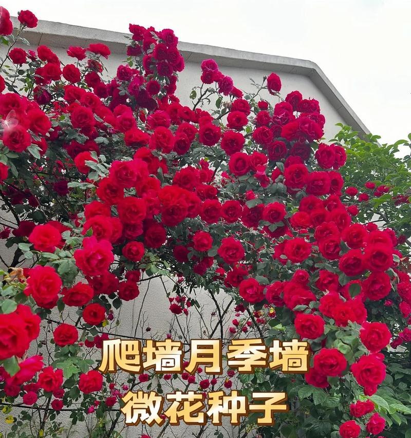 藤本月季的最佳种植季节是什么时候？