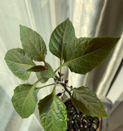 植物移植的正确步骤是什么？植物移植需要注意什么？