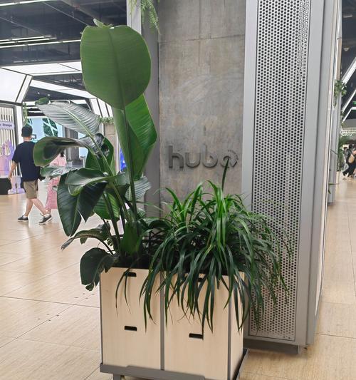植物移植的正确步骤是什么？植物移植需要注意什么？