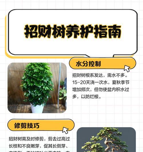 招财树插枝的最佳时间是什么时候？