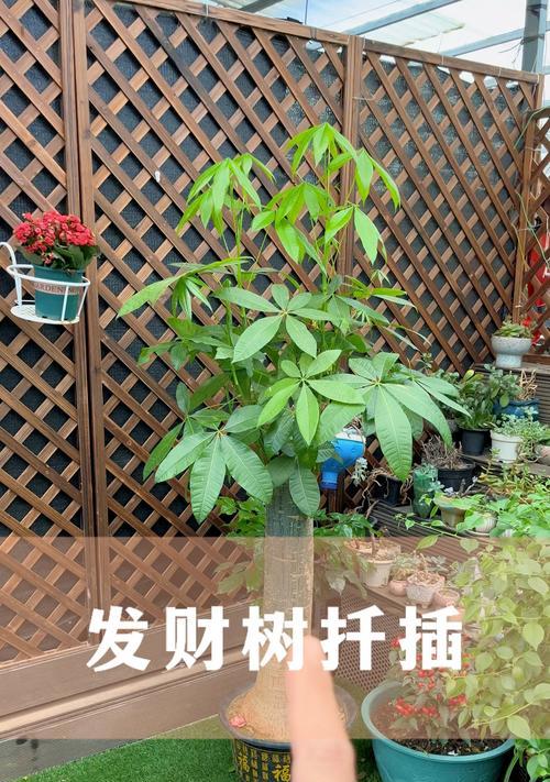招财树插枝的最佳时间是什么时候？