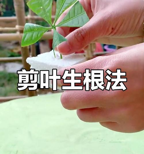招财树插枝的最佳时间是什么时候？