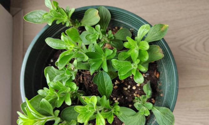 白蜡树的最佳扦插季节和方法是什么？