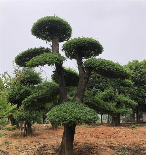 白蜡树的最佳扦插季节和方法是什么？
