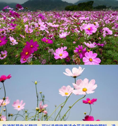 波斯菊播种的最佳时间是什么时候？