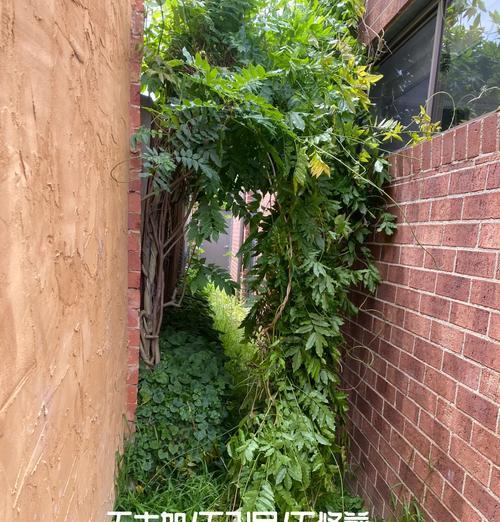多花紫藤的种植步骤是什么？