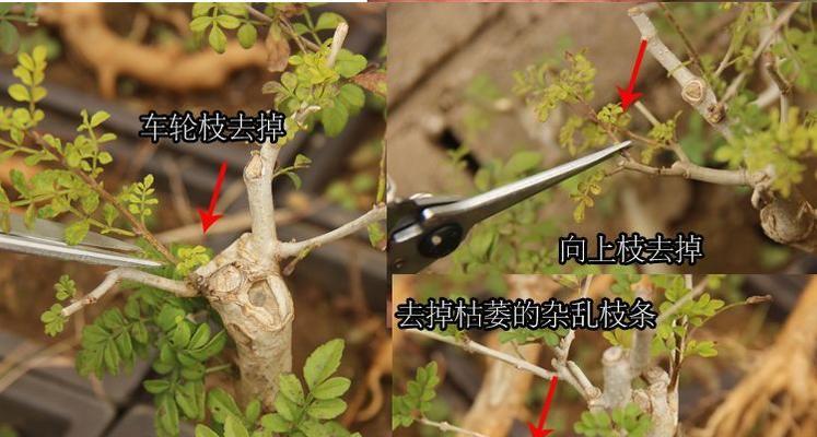 盆景修剪枝条的技巧有哪些？如何保持形态美观？