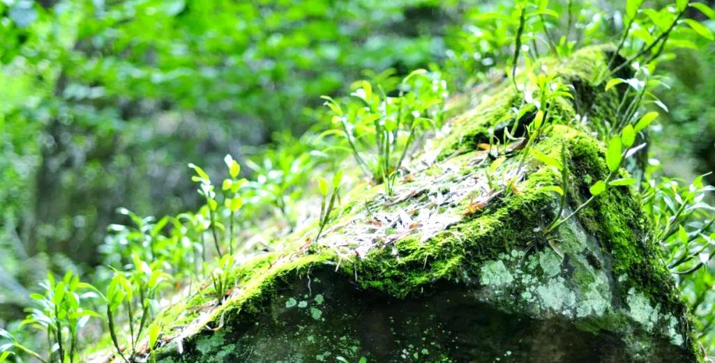 金钗石斛的种植方法和种子选择有哪些要点？
