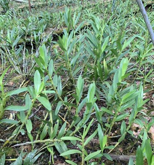 金钗石斛的种植方法和种子选择有哪些要点？