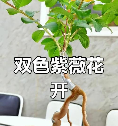 哪些花卉品种适合进行嫁接？
