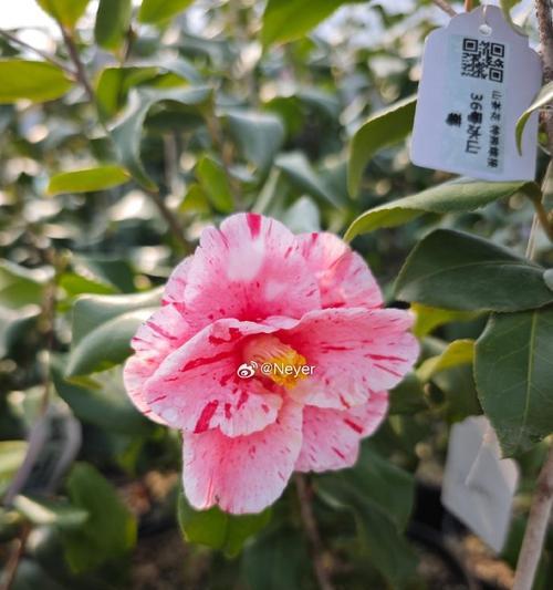 哪些花卉品种适合进行嫁接？